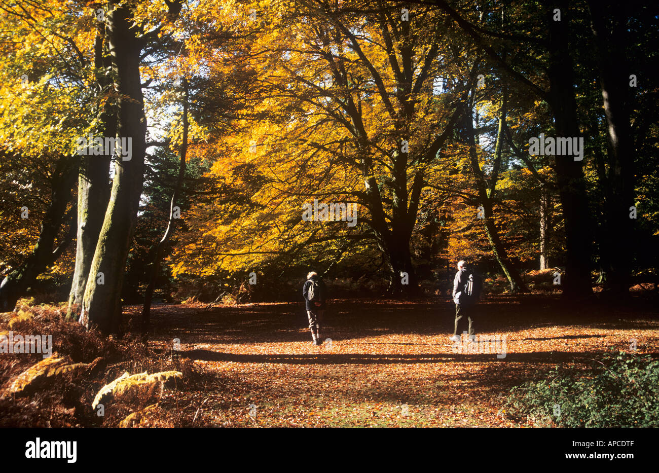 People in Autumn Woods, Bolderwood Arboretum Ornamental Drive, near Lyndhurst, New Forest