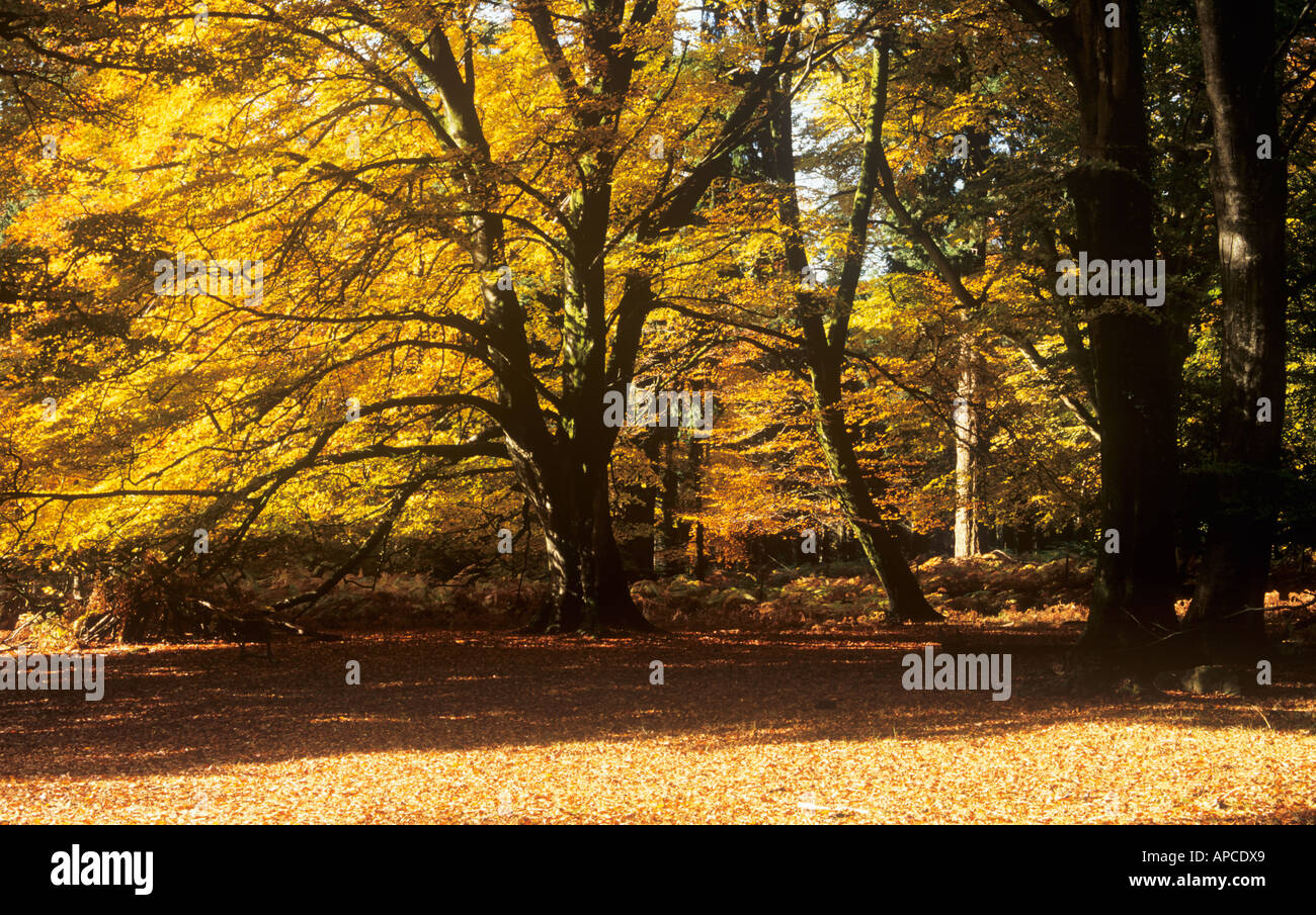 Autumn Beech Trees, Bolderwood Arboretum Ornamental Drive, near