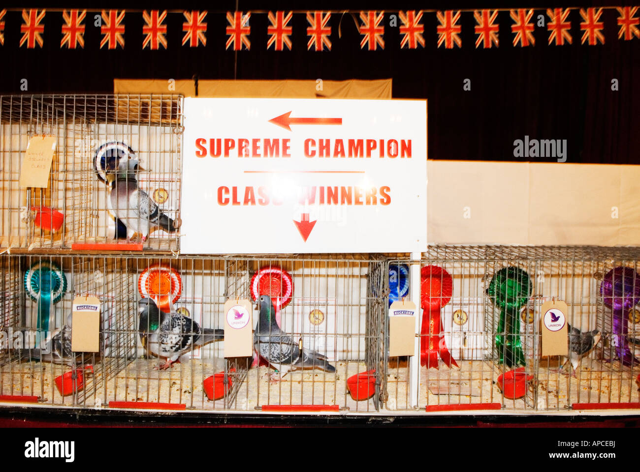 Blackpool pigeon show held in the winter gardens Stock Photo