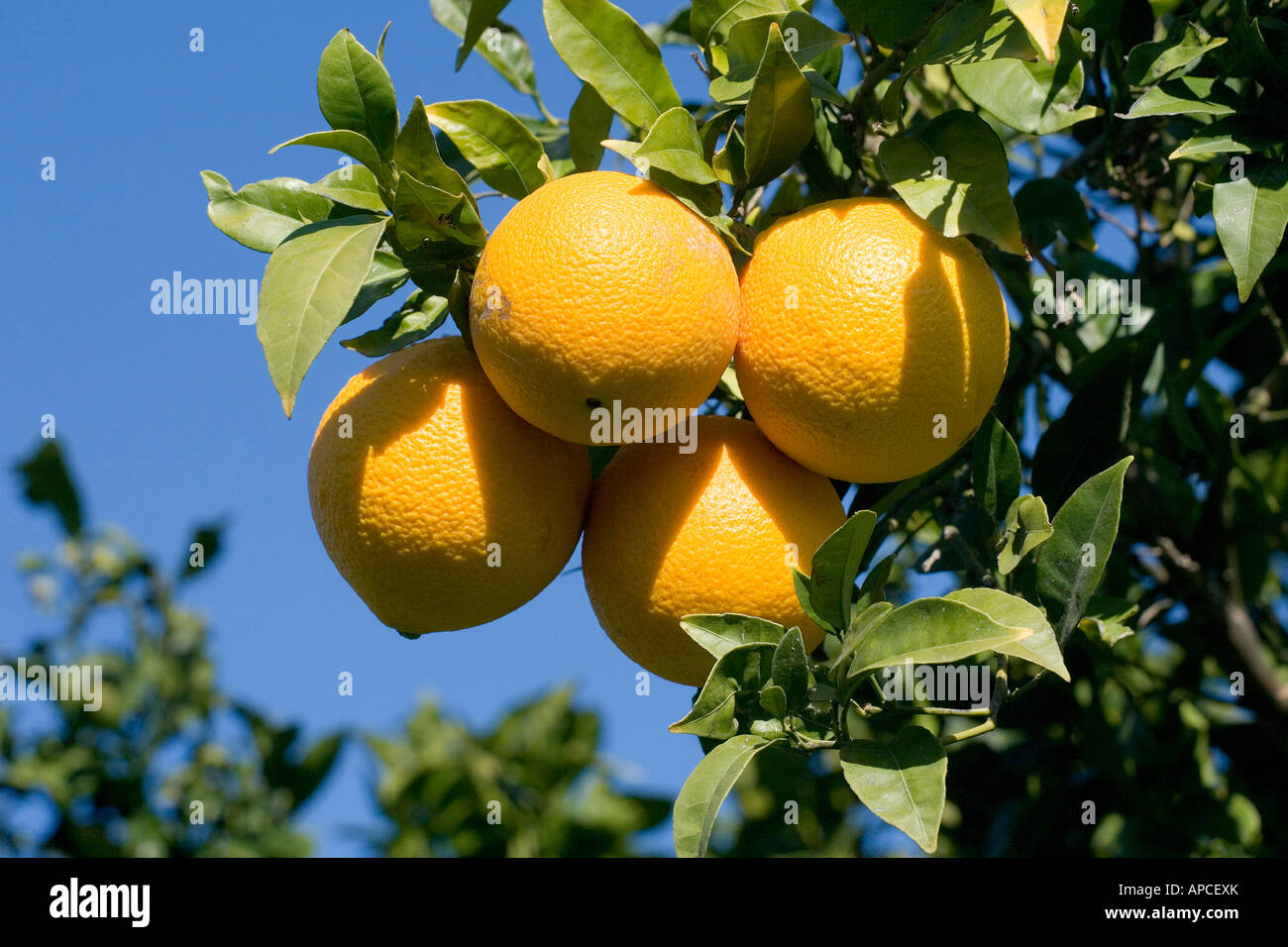 Oranges, Crete, Greece Stock Photo Alamy