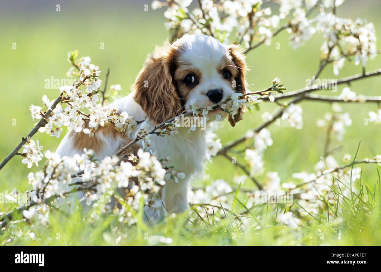Cavalier King Charles Spaniel (Canis lupus familiaris9, puppy chewing on flowering twig Stock Photo