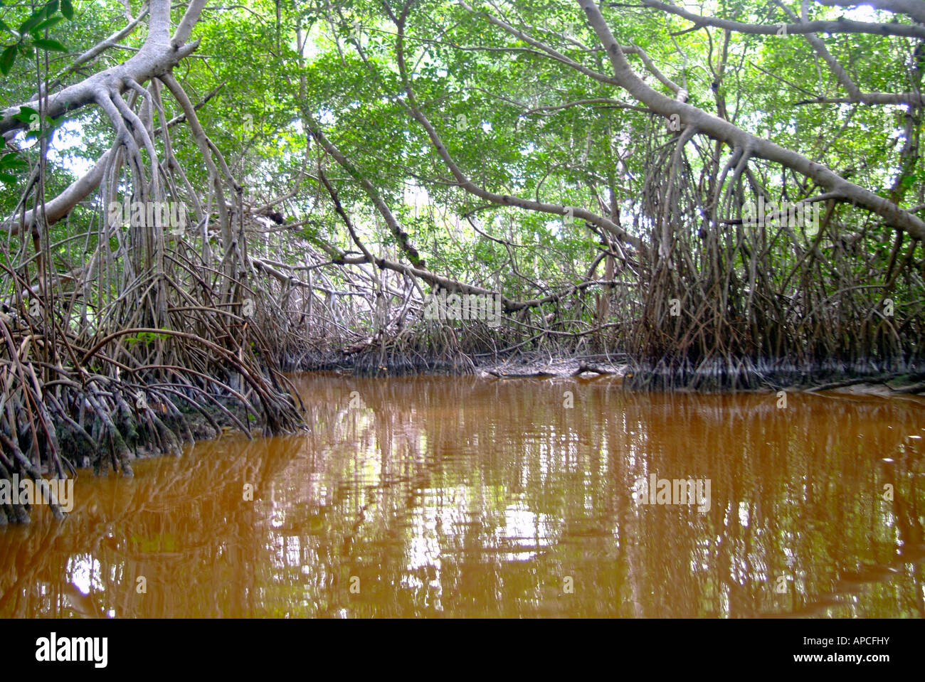 Mangrove forest, Celestun, Yucatan, Mexico Stock Photo - Alamy