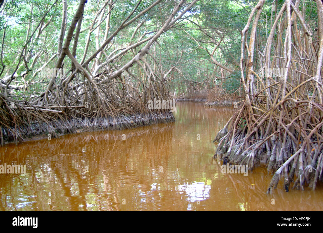 Mangrove forest, Celestun, Yucatan, Mexico Stock Photo