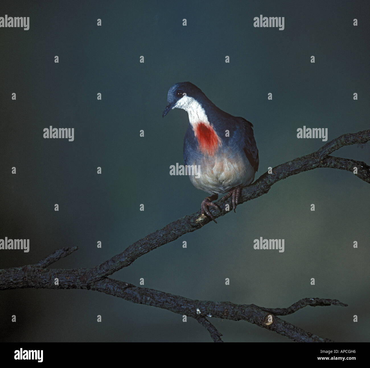 Luzon bleeding heart Dove Gallicolumba luzonica Stock Photo Alamy
