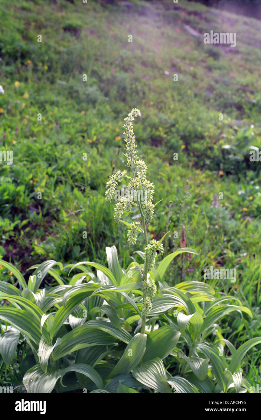 Indian Hellebore Green False Hellebore or Corn Lily Veratrum viride Lily Family Liliaceae Stock Photo