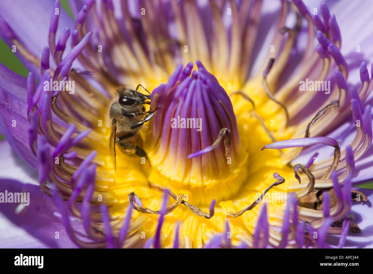 Bee on purple pink lotus flower (Brazil 2005) Stock Photo