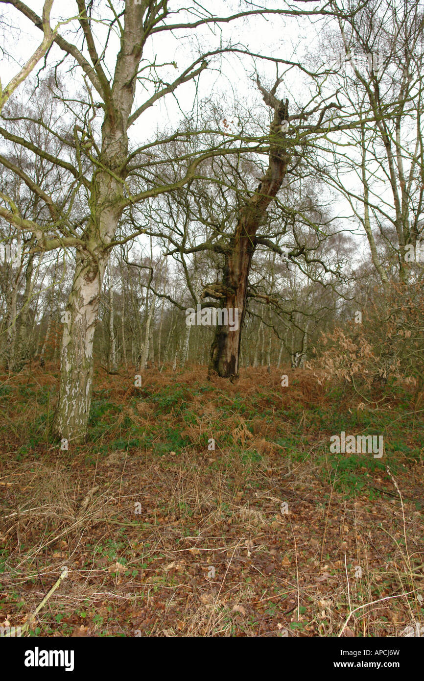 Sherwood Forest Country Park Edwinstowe Mansfield Nottinghamshire