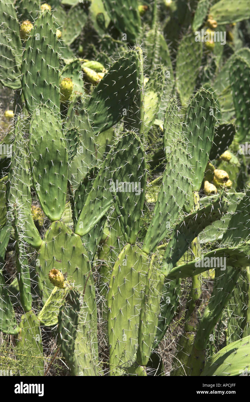 calathea leopardina care 6 inch Pot - Big plant Calathea Leopardina indoor plant, easy care