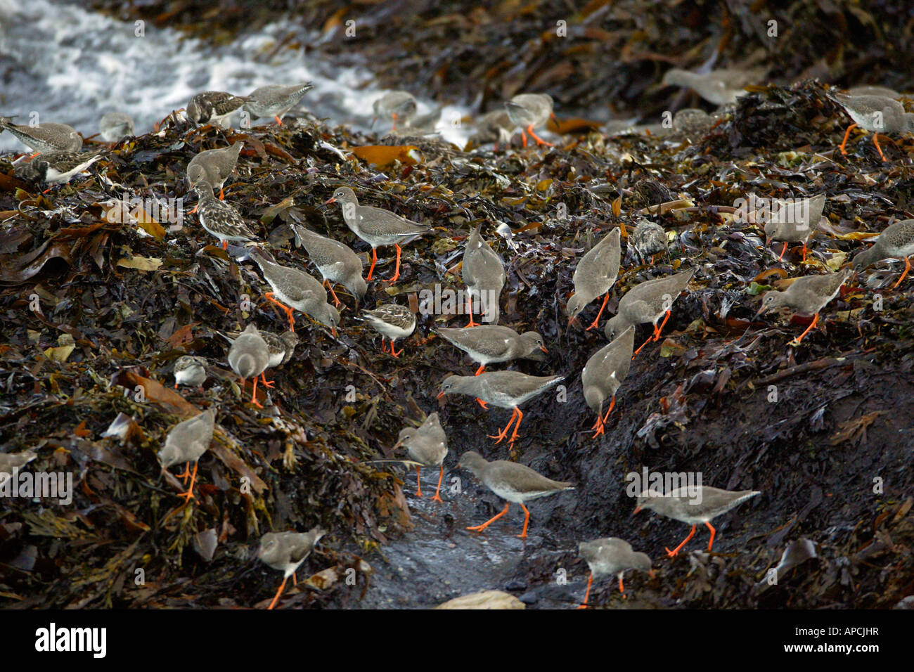 Redshank (Tringa totanus) und Turnstone (Arenaria interpres) flock feeding on seaweed at high tide Stock Photo