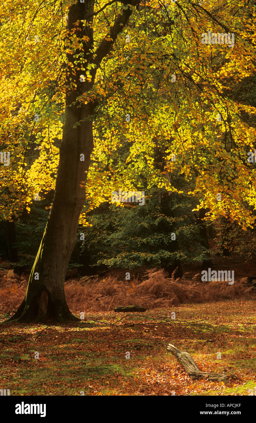 Autumn Beech Tree, Bolderwood Arboretum Ornamental Drive, near ...