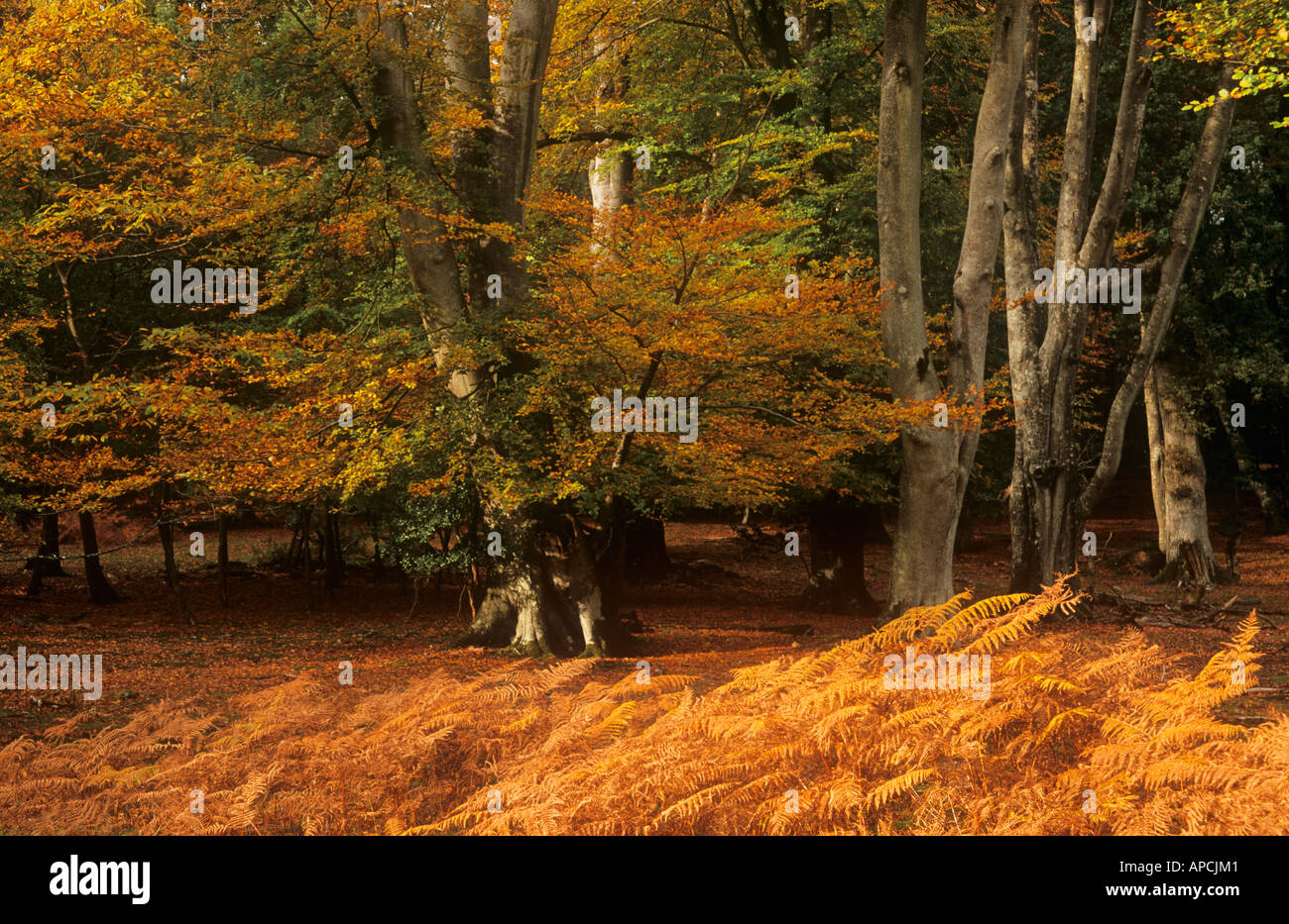 Autumn Beech Trees, Bolderwood Arboretum Ornamental Drive, near