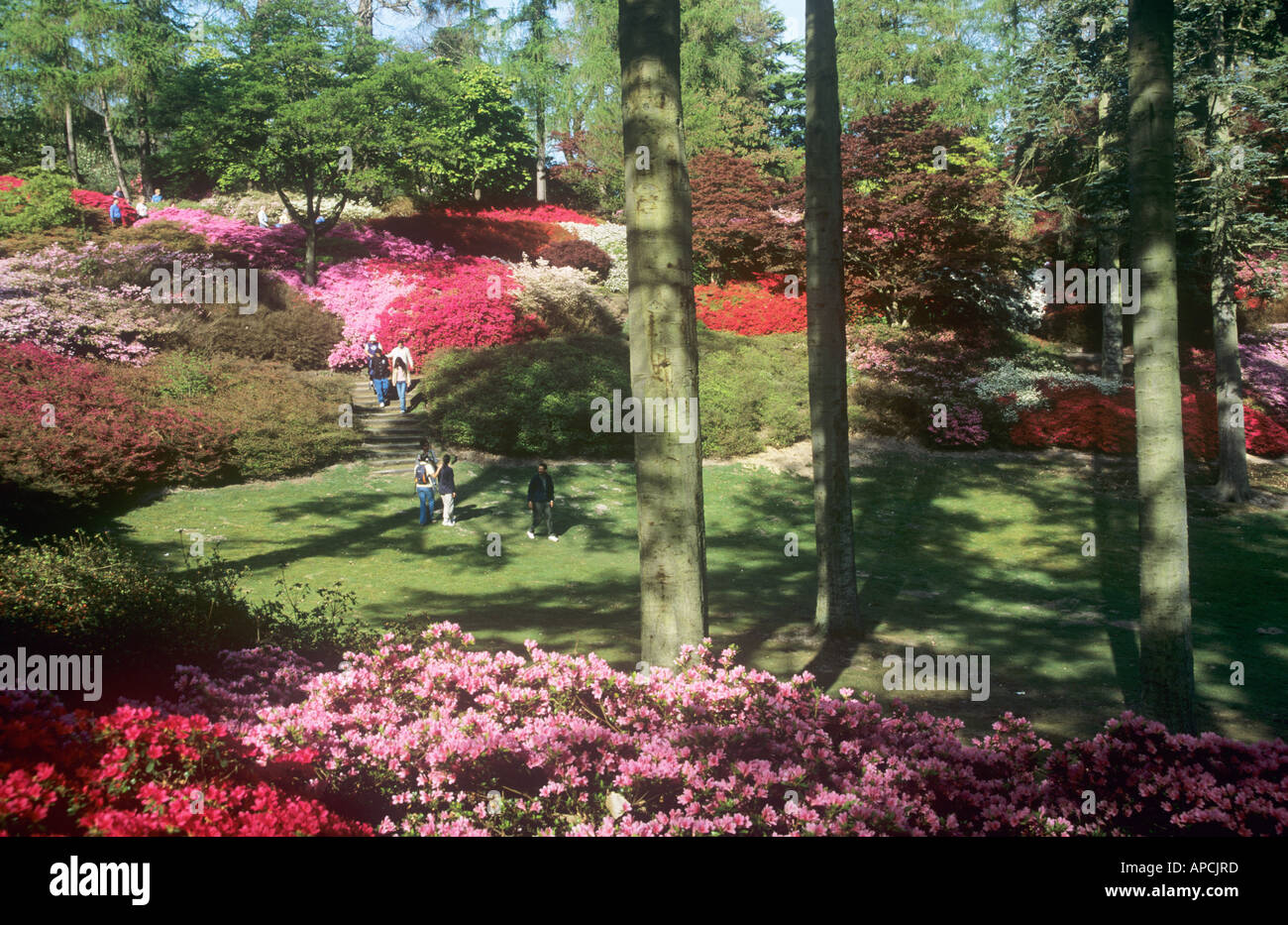 Azalea bowl garden hires stock photography and images Alamy