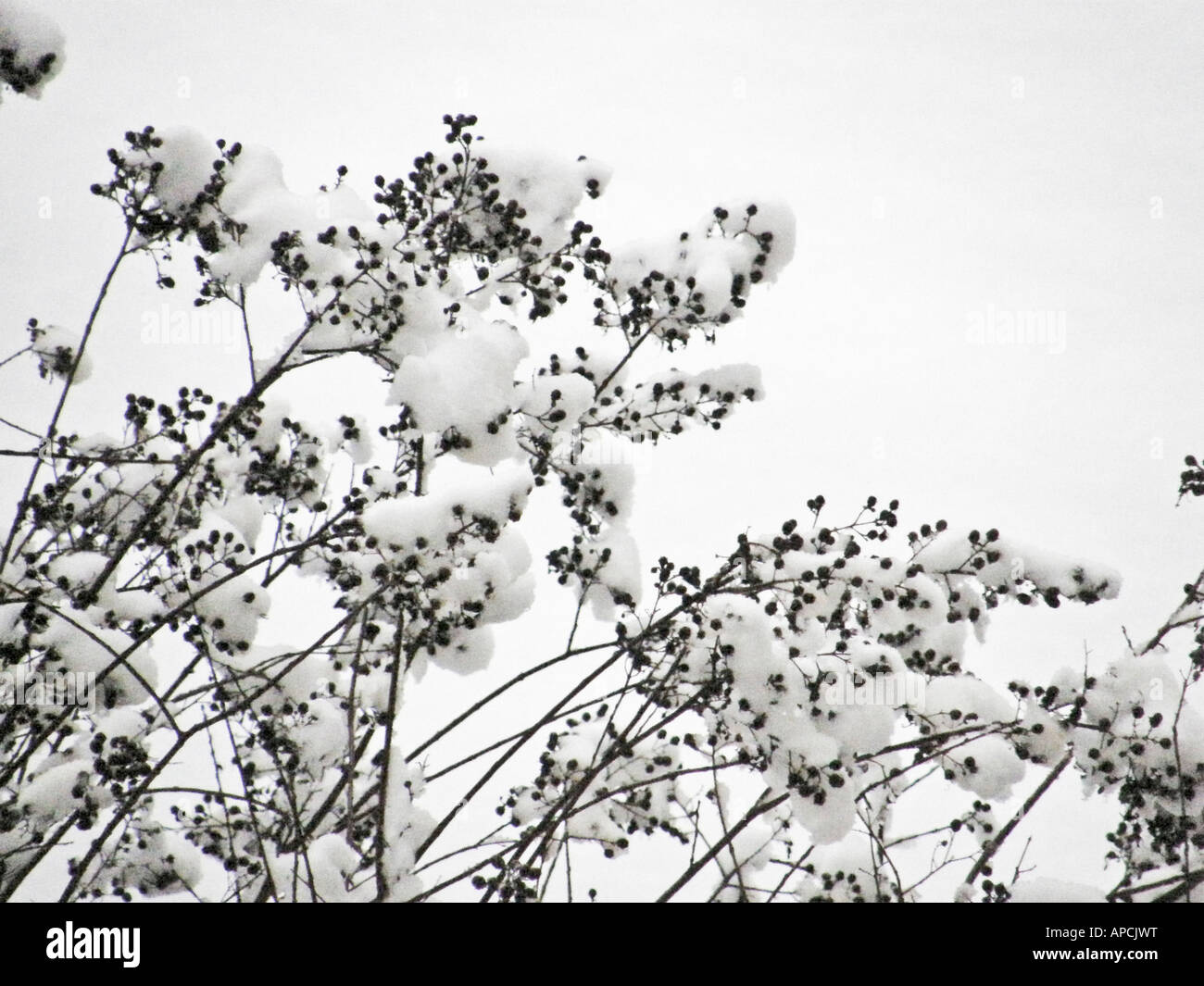 Branches covered in snow Stock Photo - Alamy