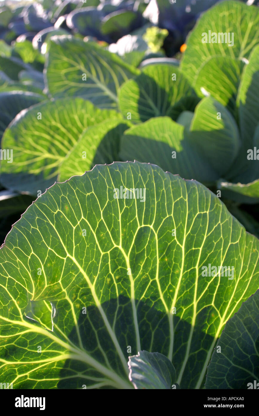 organic cabbage leaves Stock Photo Alamy