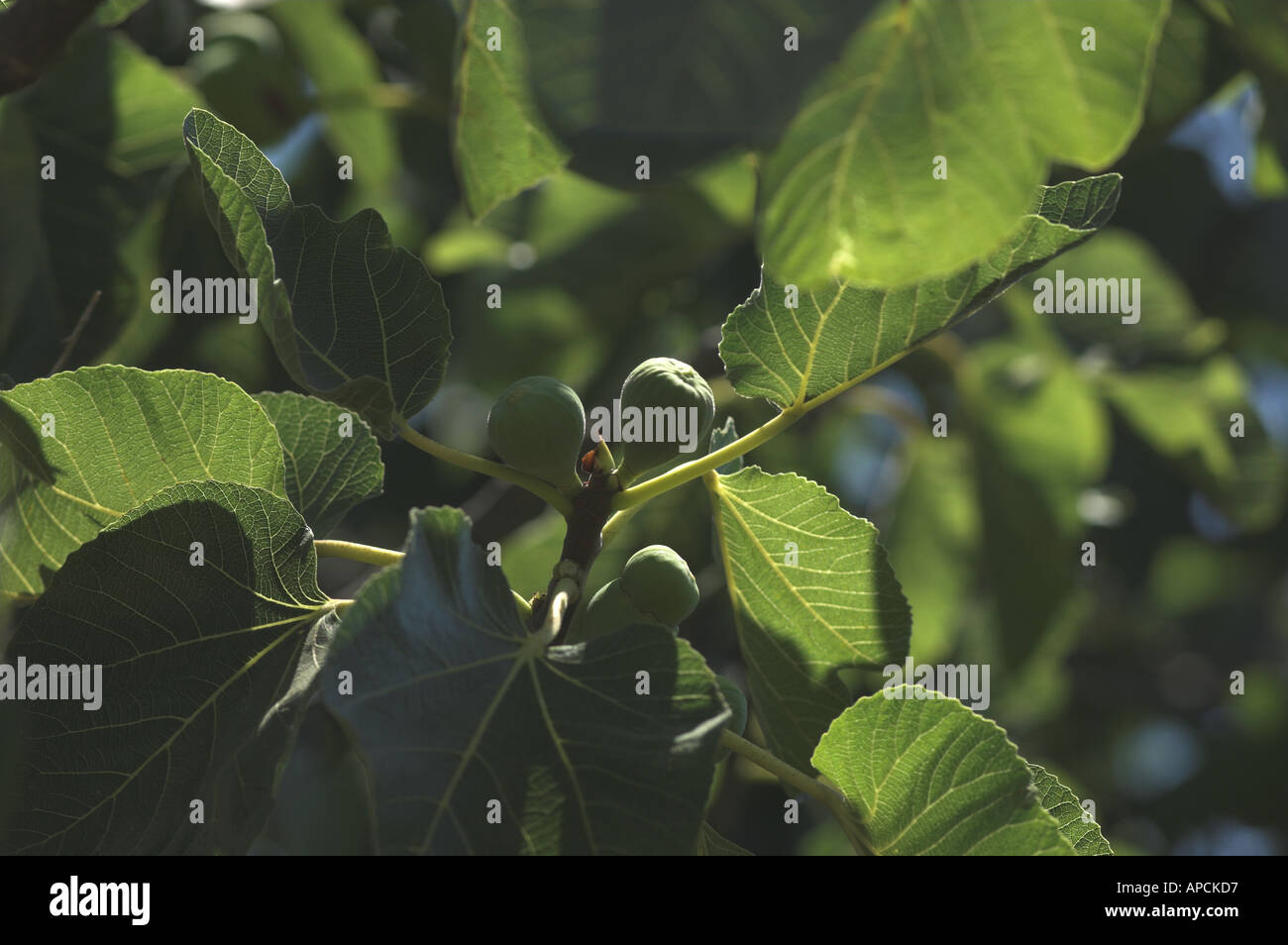 Fig tree, Portugal, Algarve Stock Photo Alamy