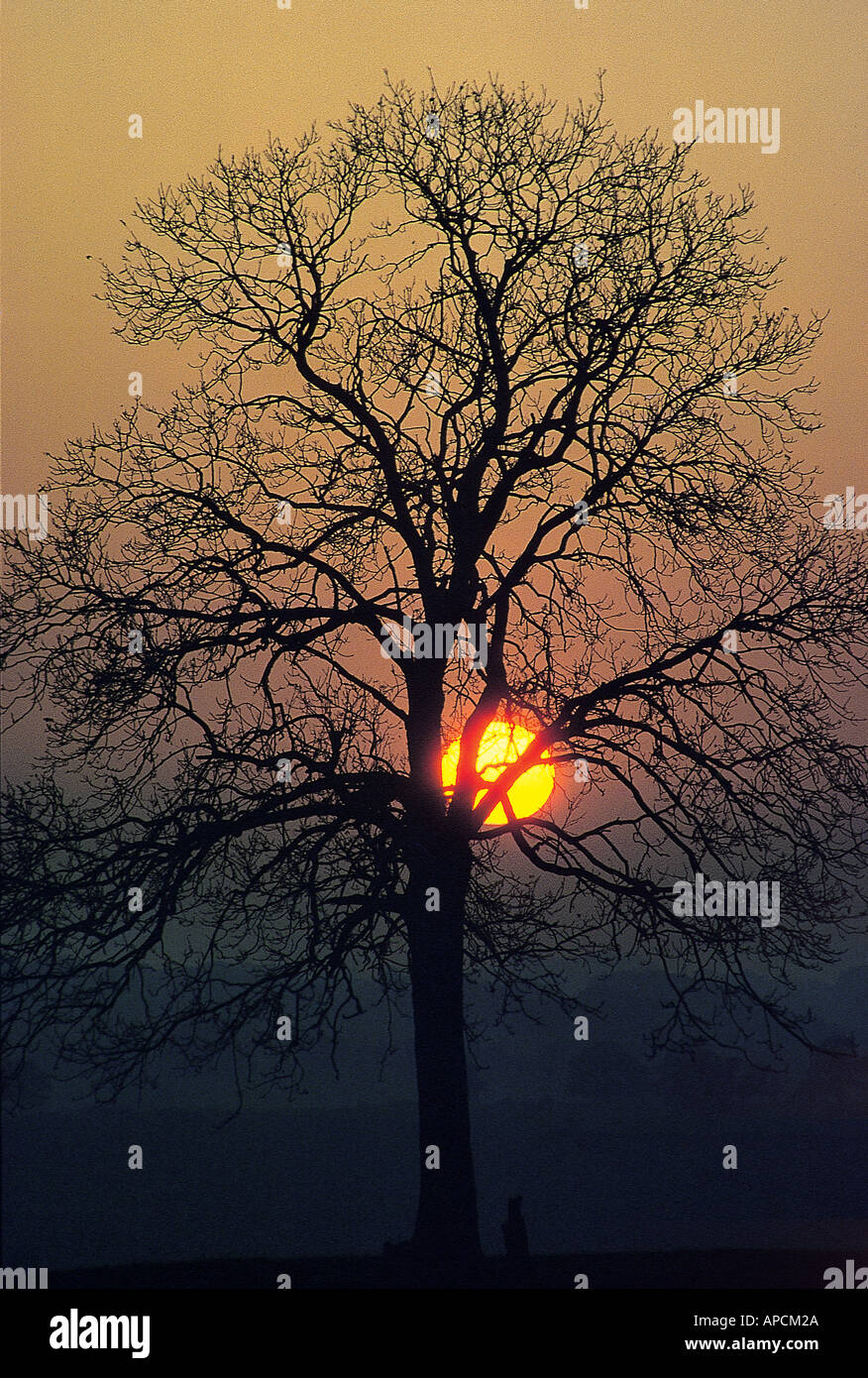 Setting sun. Silhouette of a tree. A winter scene with a setting sun ...
