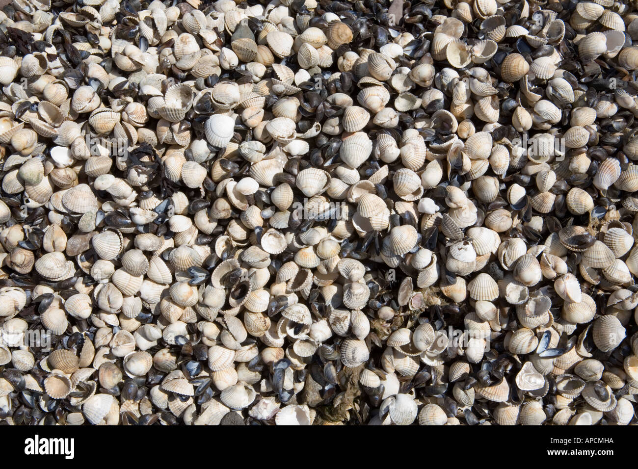 Close up of mixed sea shells Stock Photo