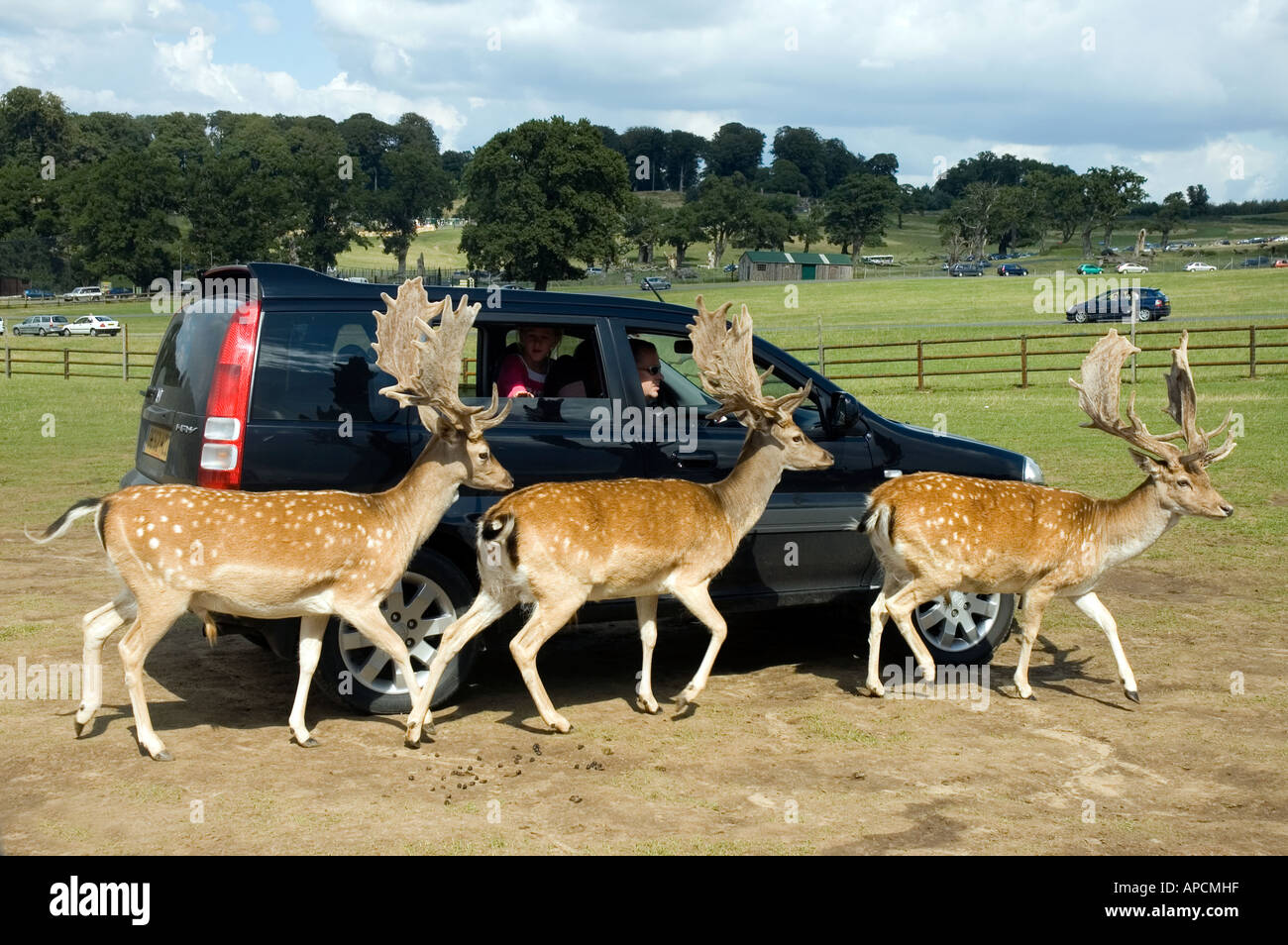 Feeding the deer longleat hires stock photography and images Alamy