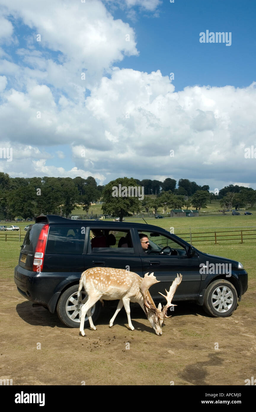 Deer feeding at Longleat safari park in Wiltshire, UK Stock Photo Alamy