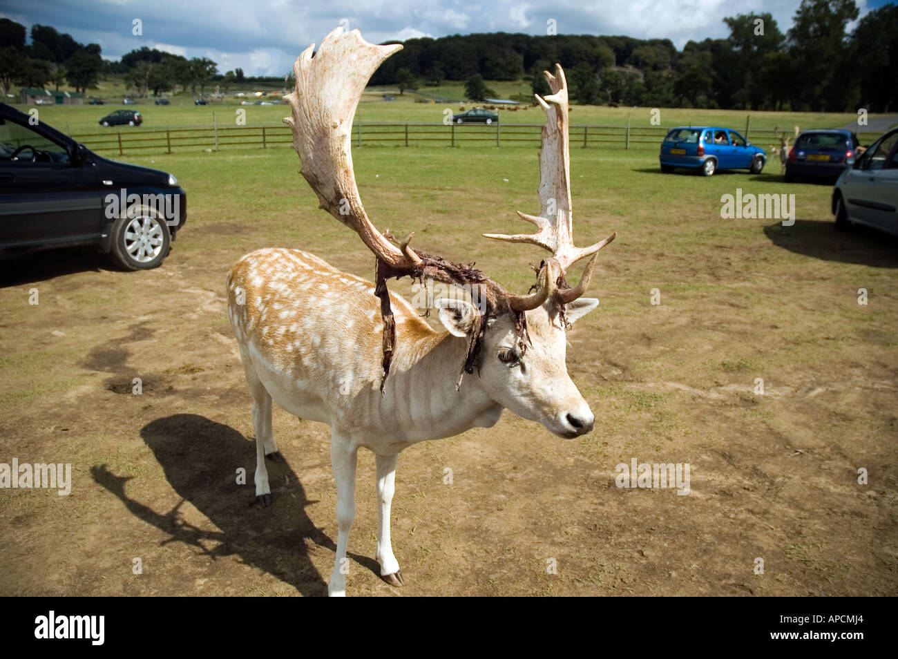 Feeding the deer longleat hires stock photography and images Alamy
