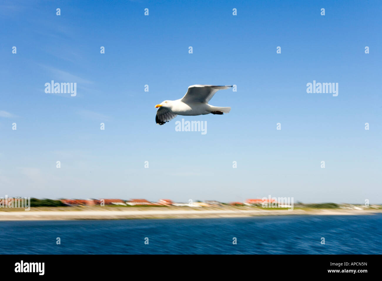 Seagull, Norderney Island, Eastern Frisia Islands, Germany Stock Photo
