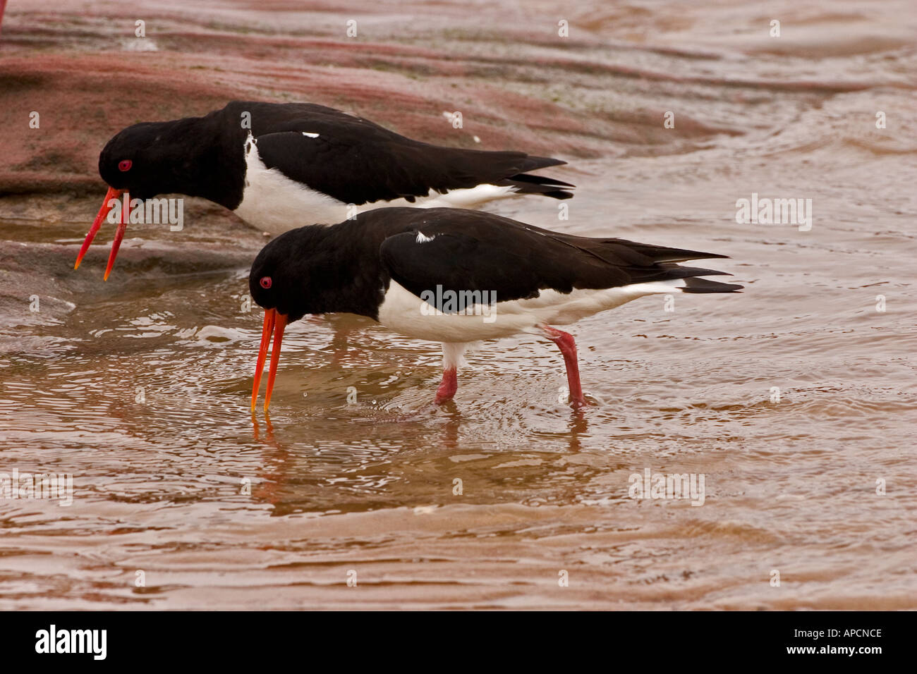 Oystercatcher s piping display Stock Photo