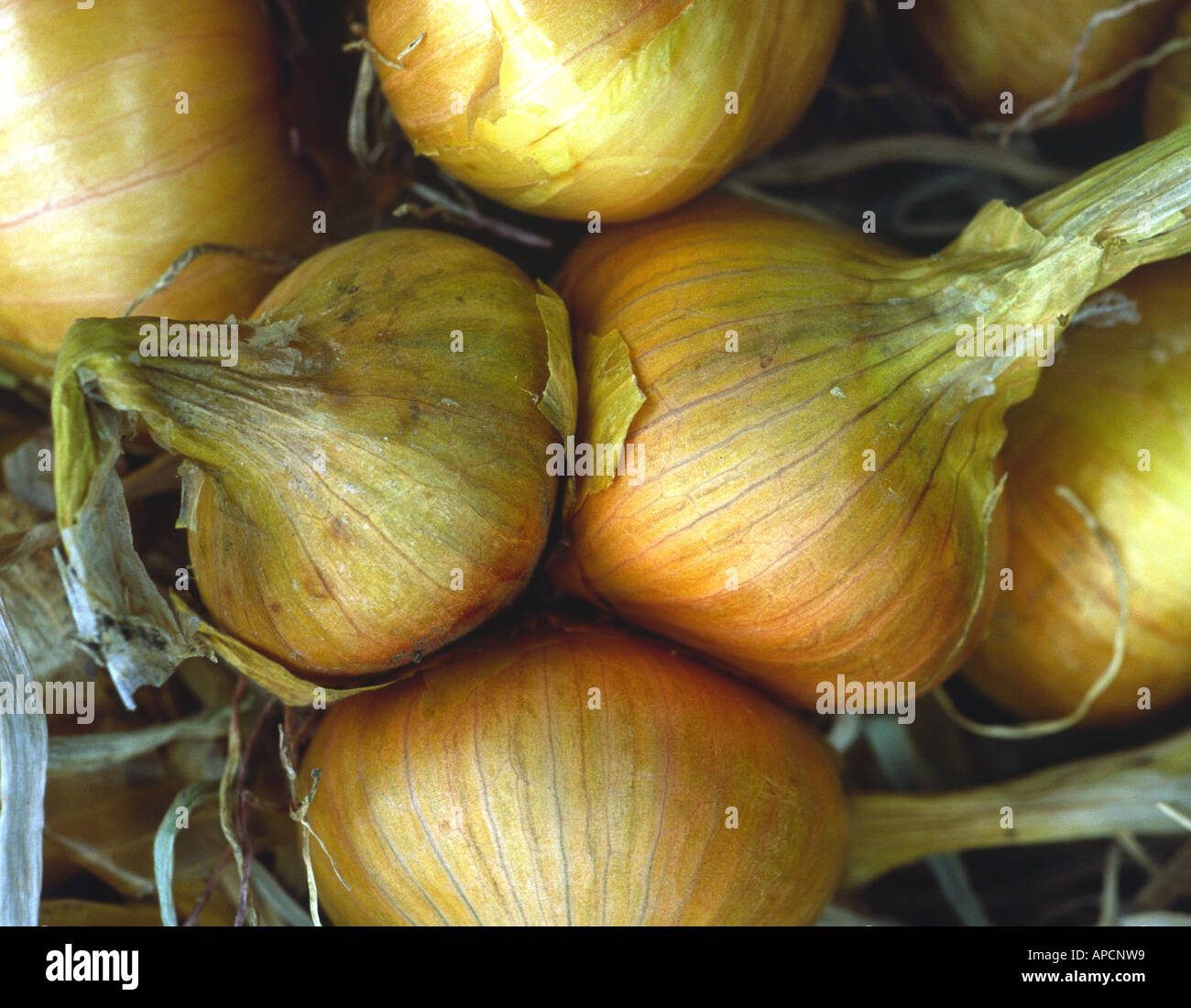 Shallots Indonesian Red Onion Traditional Organic Stock Photo 2287958019