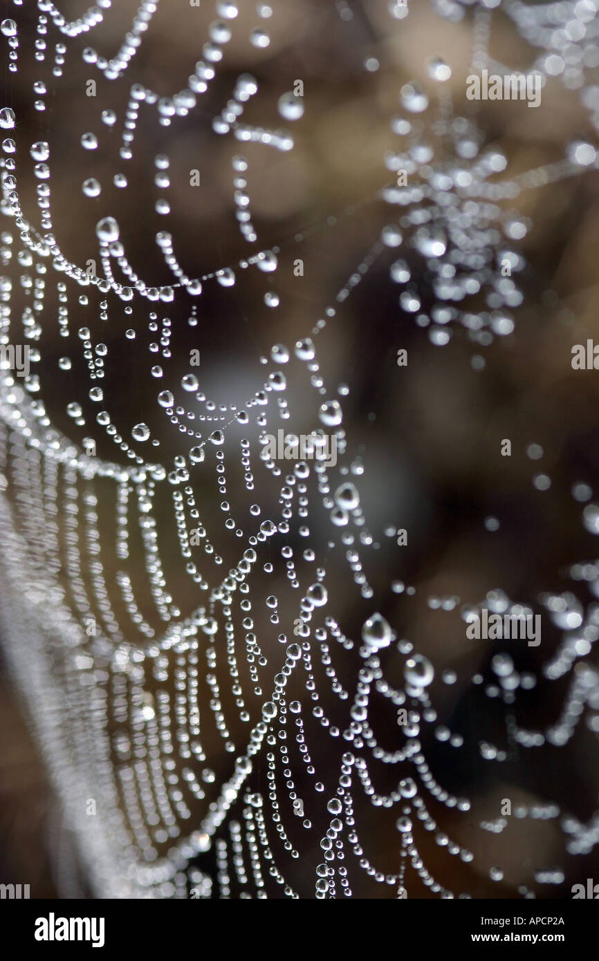 Spider Web Pattern Dew Dew drops on a spider's web Stock Photo - Alamy