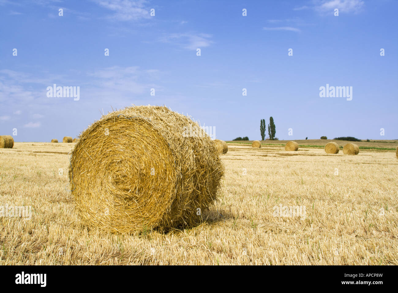 haybales on a harvested wheat field in late summer, blue sky Stock ...