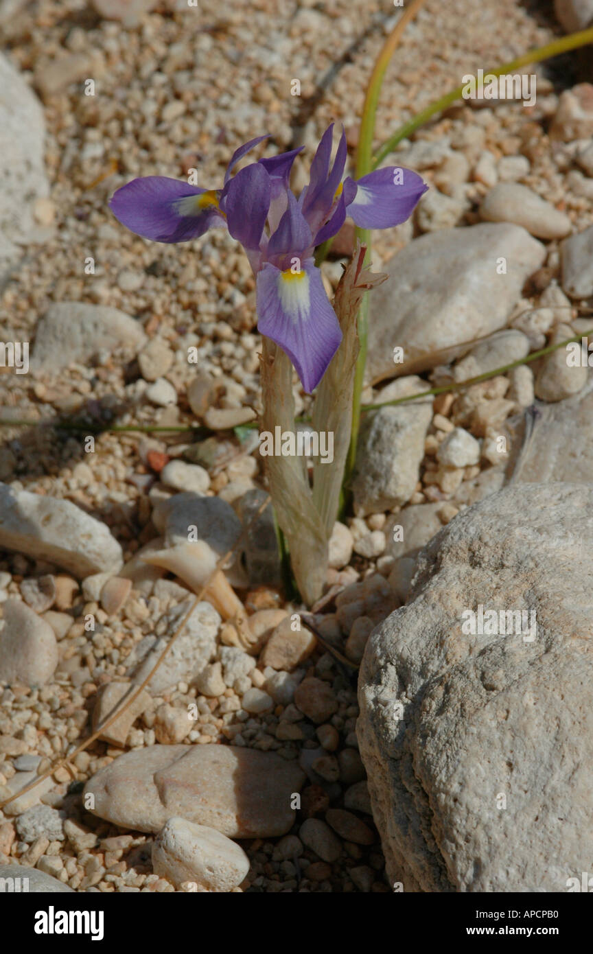 Iris species Stock Photo