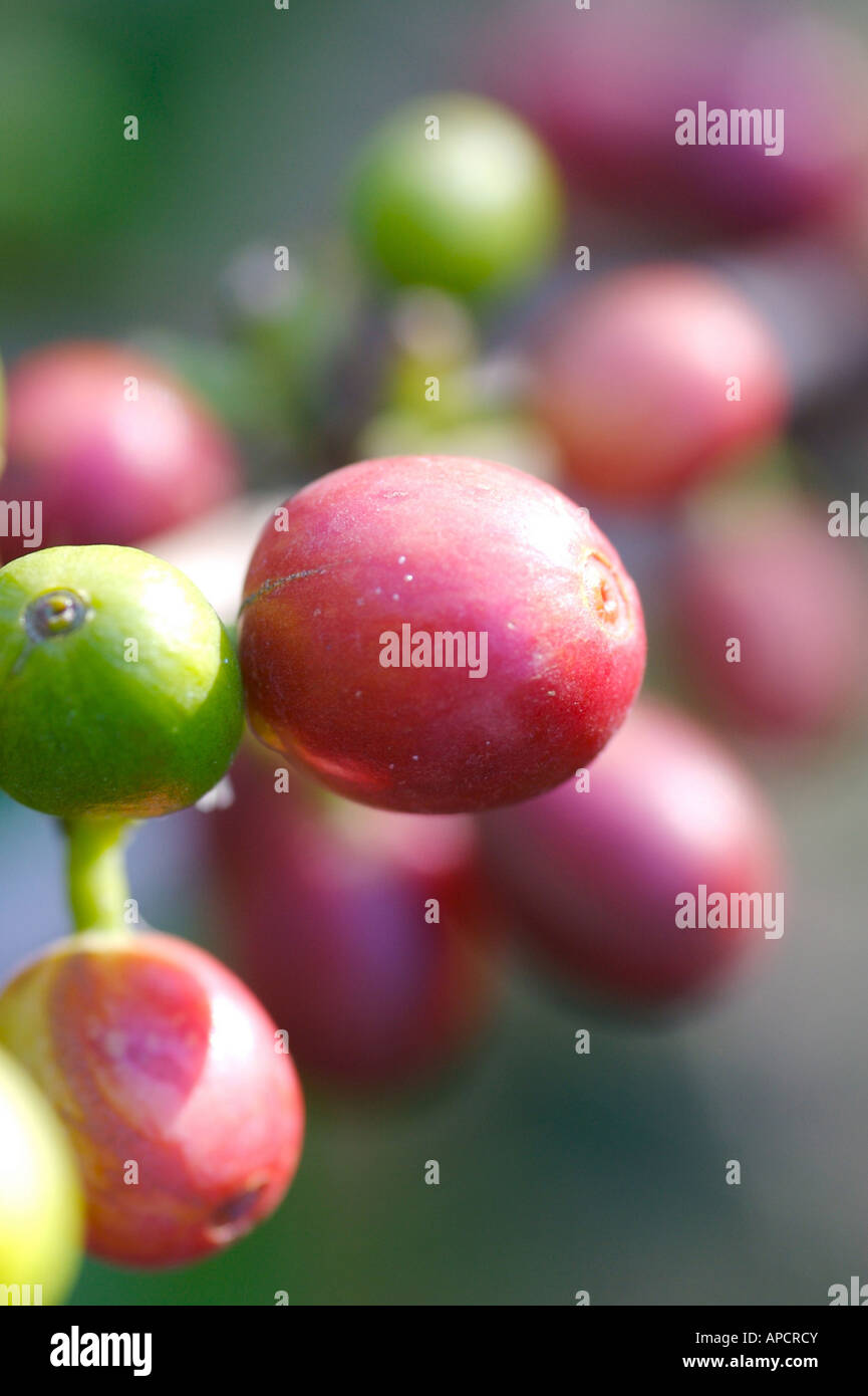 African Coffee Plantation Stock Photo Alamy