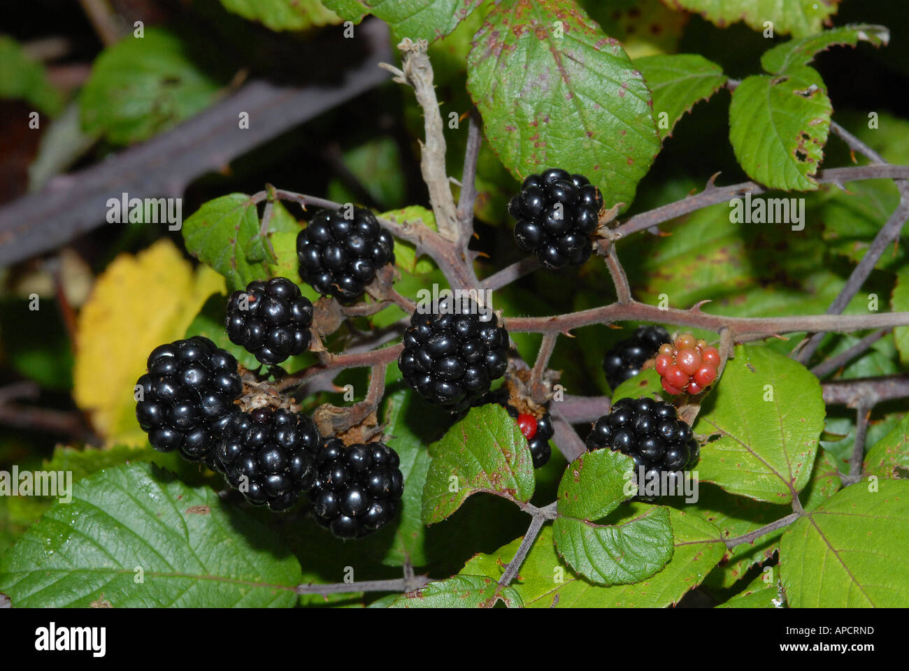 Blackberries are the fruits of the bramble a fast growing thorny