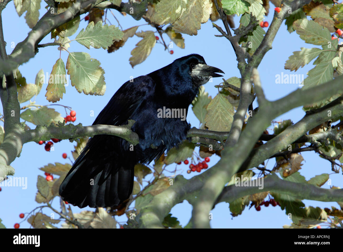 Rook (Corvus frugilegus) calling fom Hawthorn Stock Photo