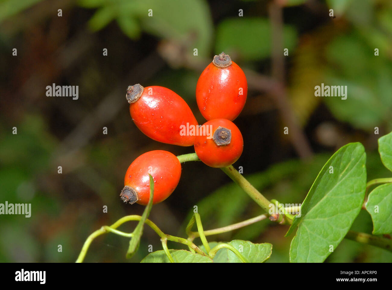 Rose hips are the fruits of the wild rose a fast growing thorny scrambling hedgerow plant Stock