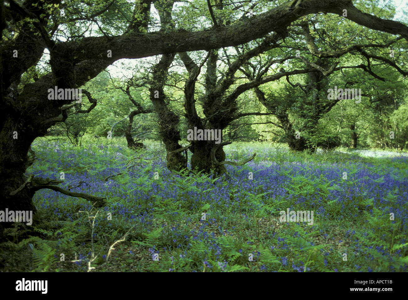 Bluebells and Oak Trees in Grovely Wood Wiltshire England UK Stock Photo