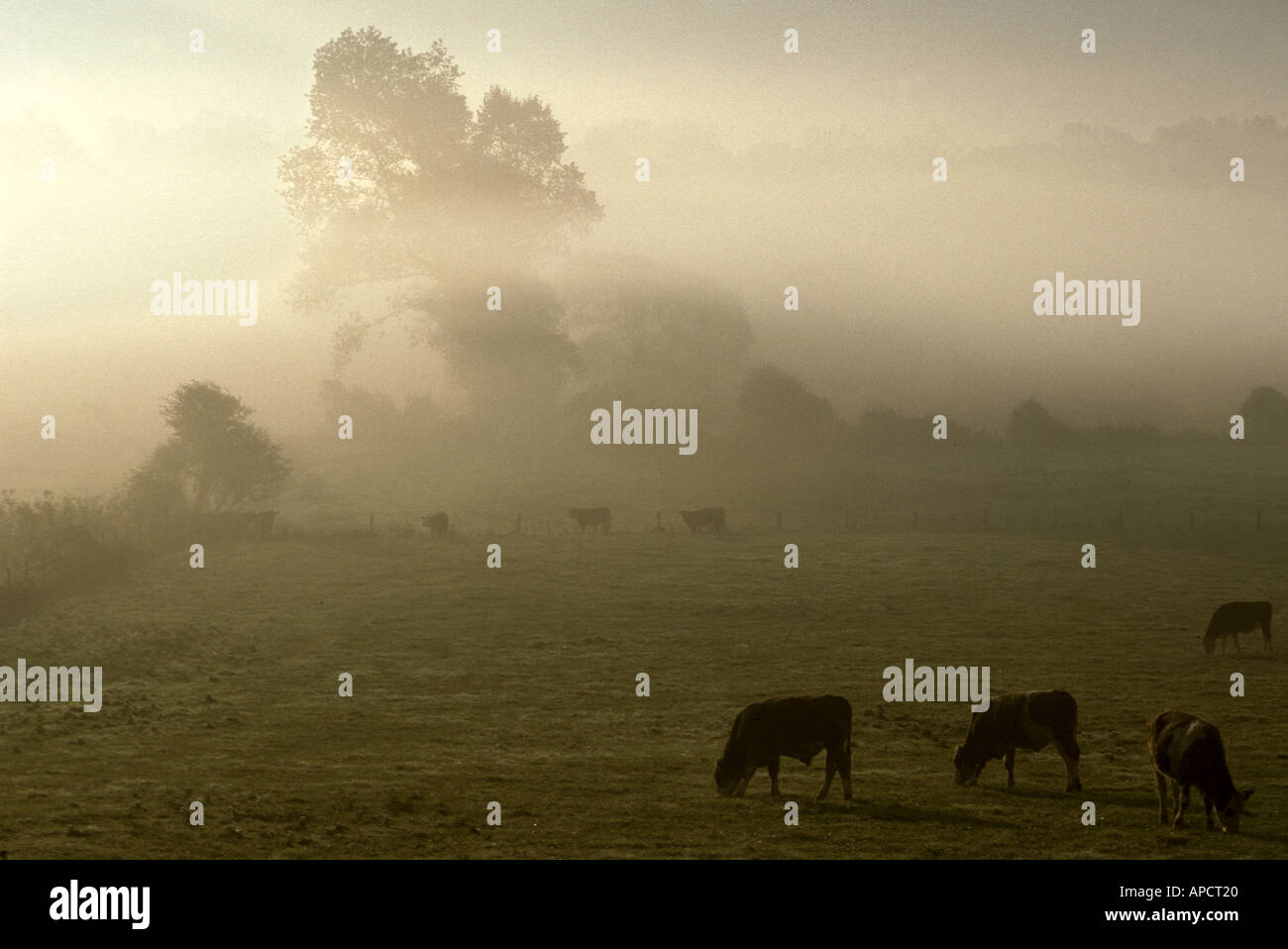 Sunrise in the Gordano Valley National Nature Reserve North Somerset