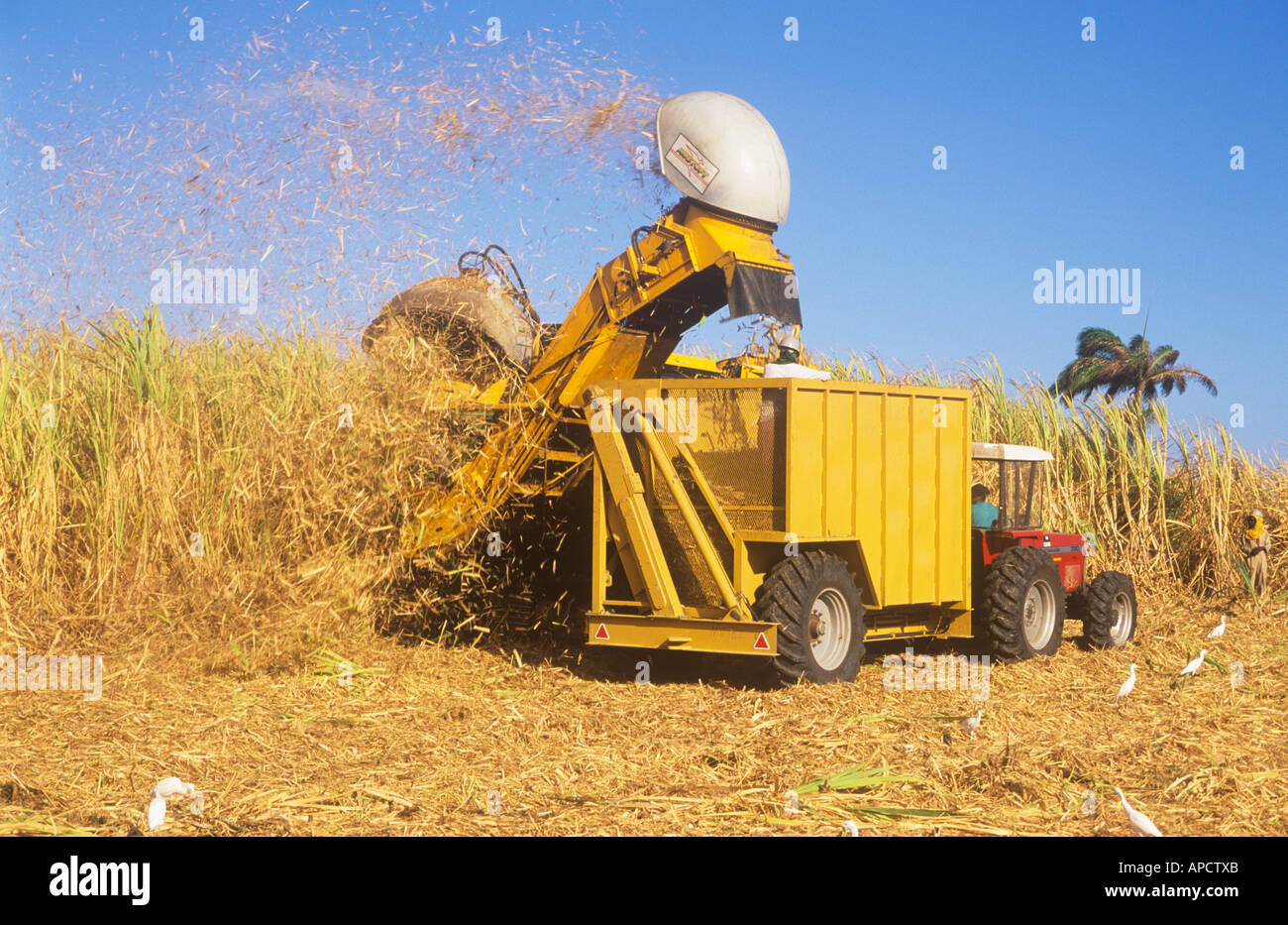 Sugar cane harvest barbados hires stock photography and images Alamy