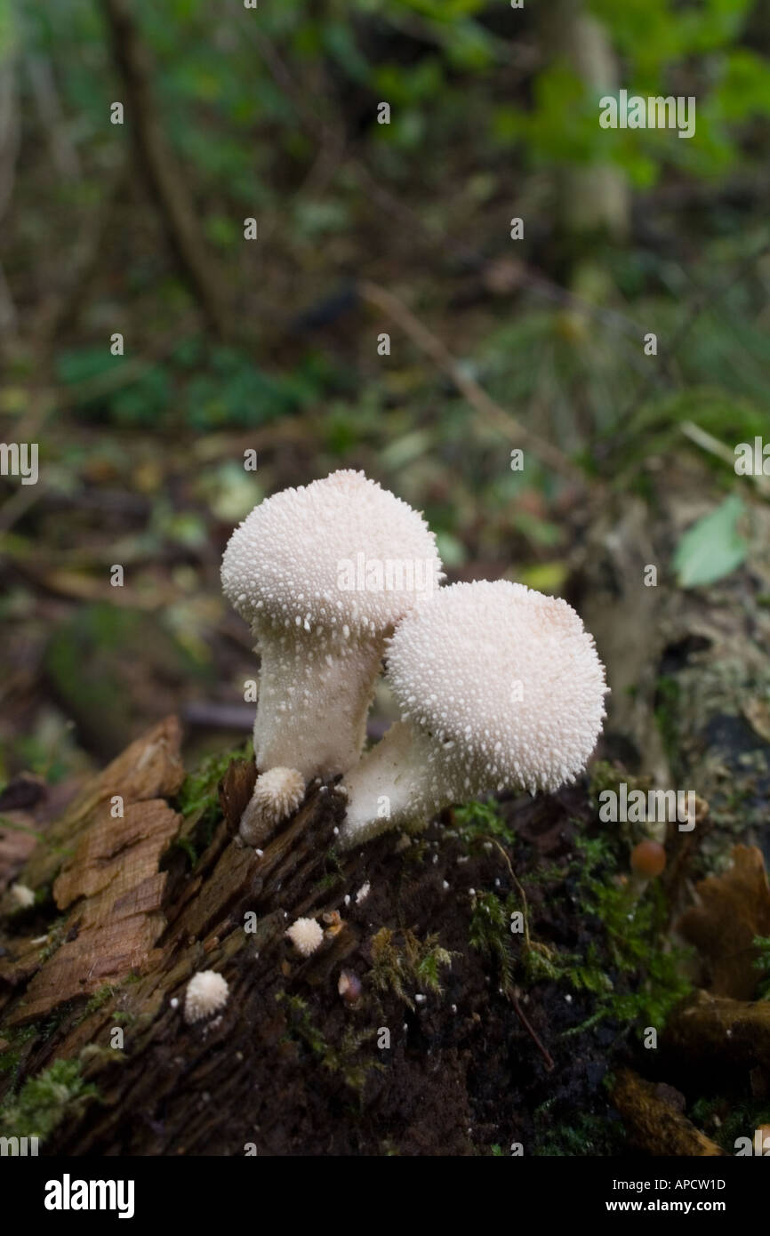 Common puffball fungus Lycoperdon perlatum growing on a rotting tree stump Wales UK Stock Photo