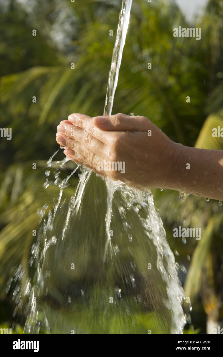 Hands cupped to catch water with palm tress in the background Stock Photo