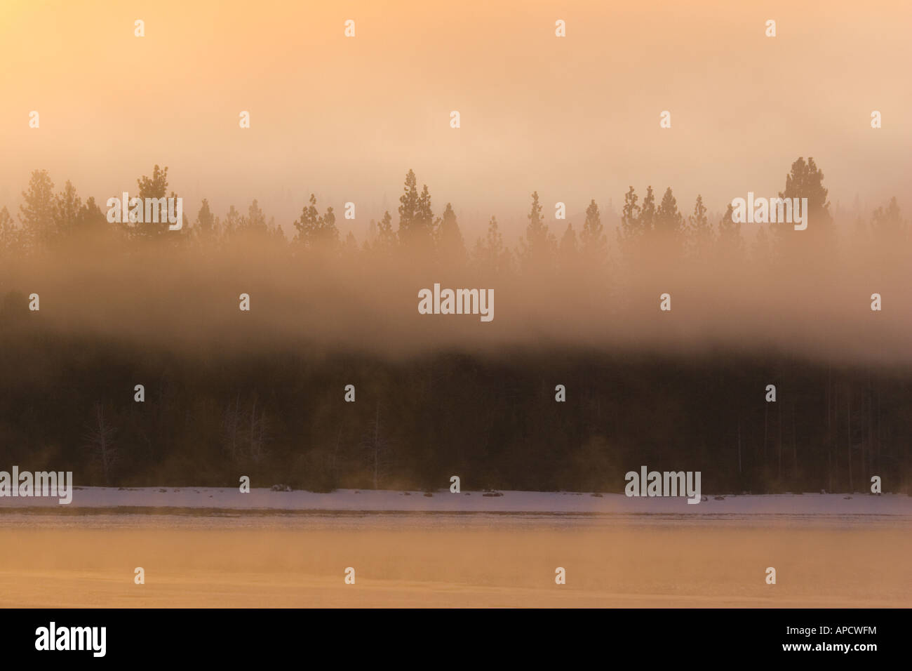 Evergreen trees in the fog on Donner Lake California Stock Photo