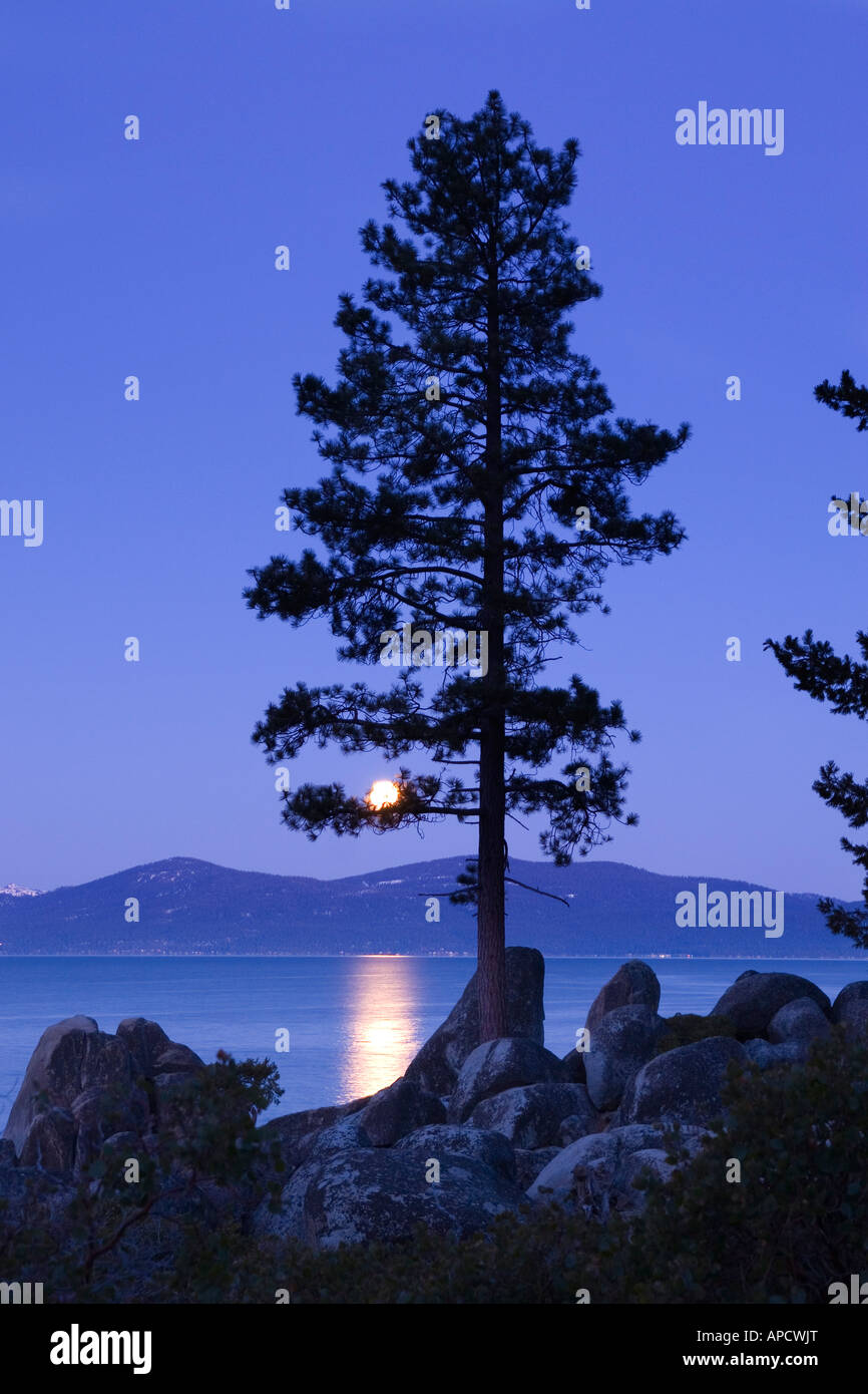 The full moon and an evergreen tree by Lake Tahoe California Stock Photo