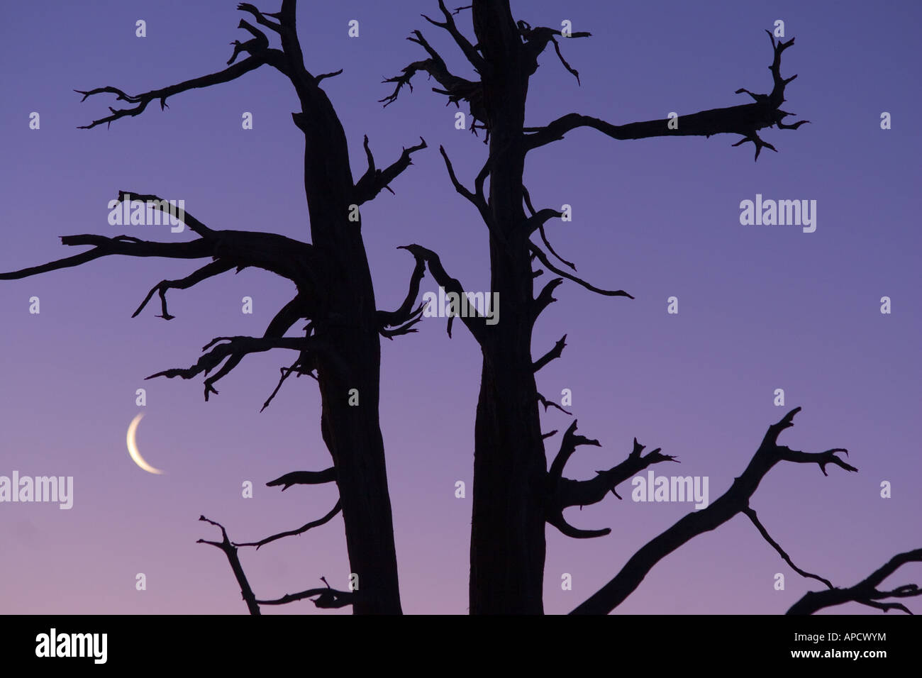 A silhouette of a dead tree and the moon at sunrise near Lake Tahoe, California Stock Photo