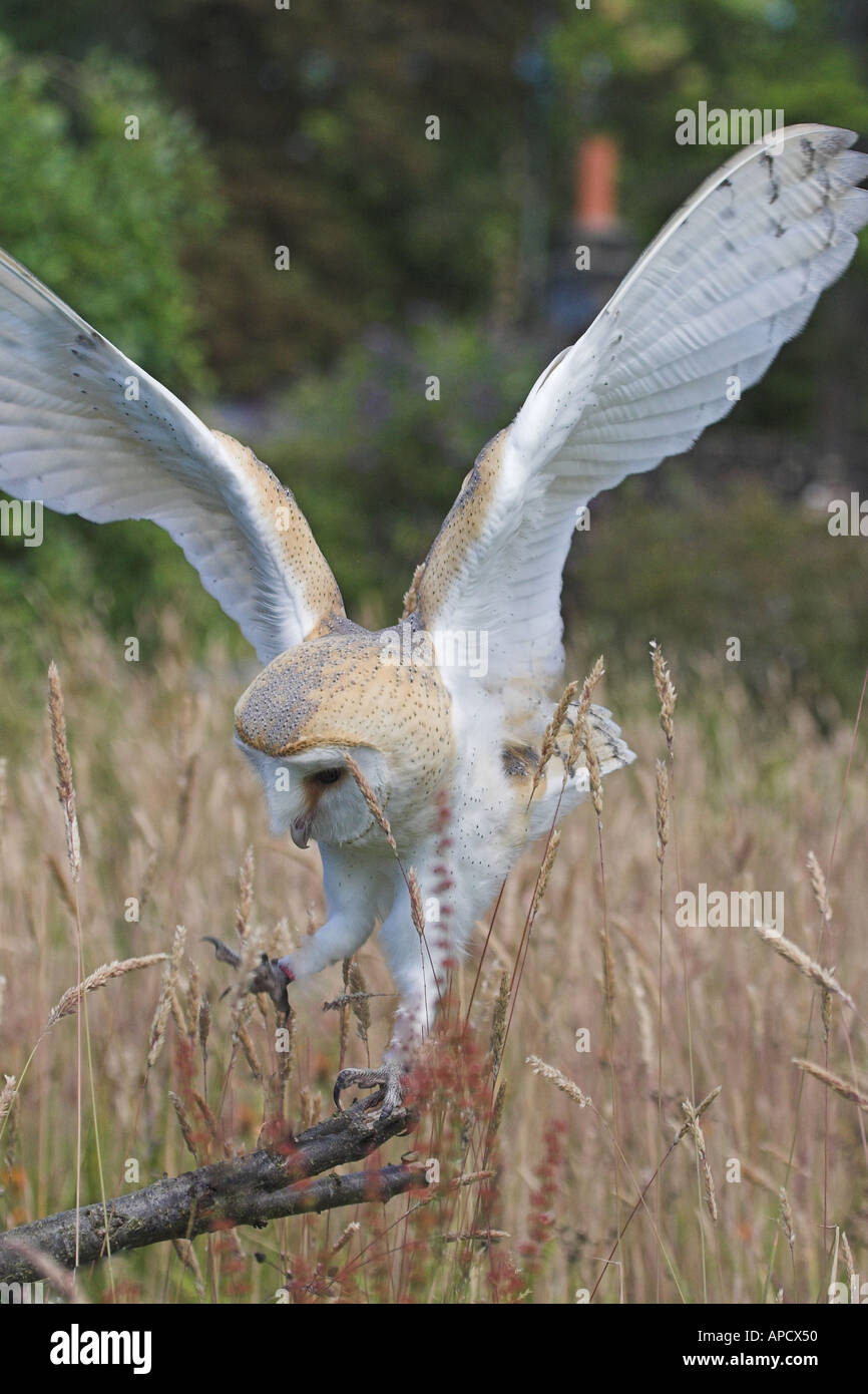 barn owl landing Stock Photo Alamy
