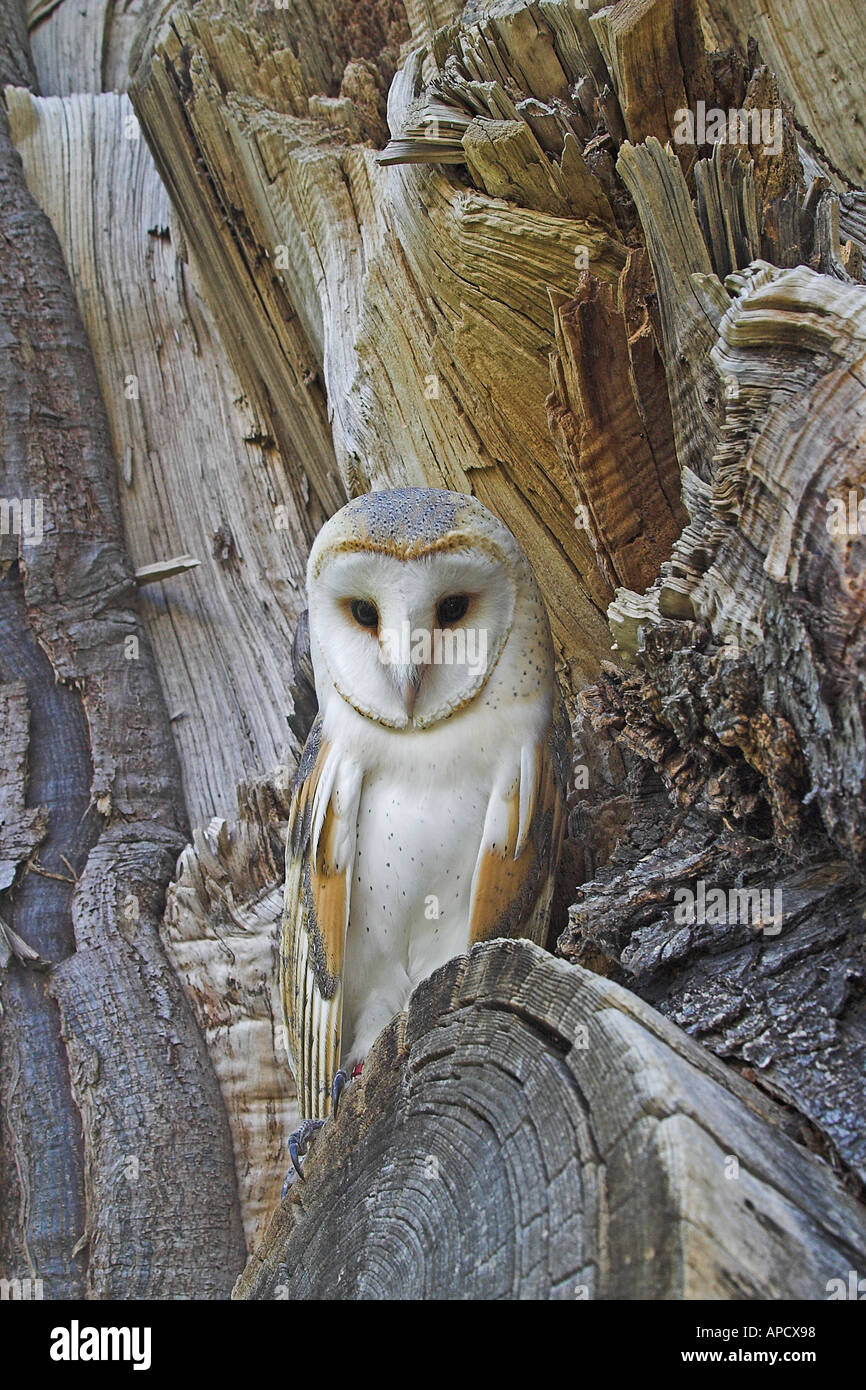 barn owl perched in an oak tree Stock Photo