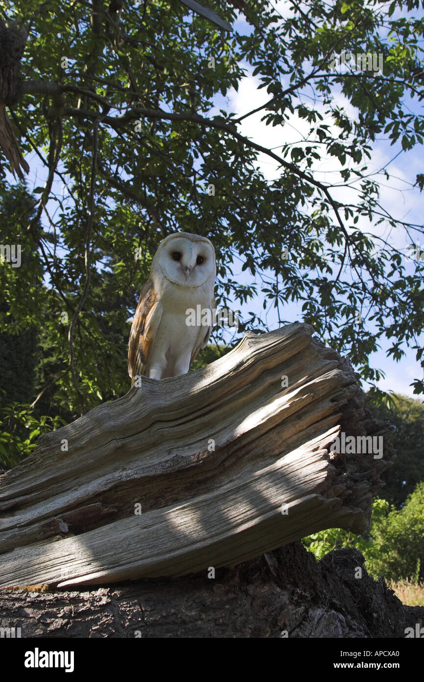 barn owl perched in an oak tree Stock Photo