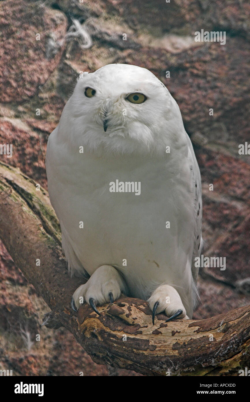 Single featured hi-res stock photography and images - Alamy