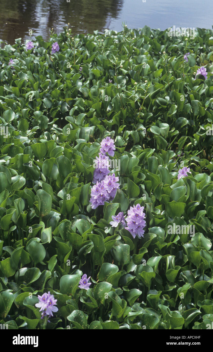 Water hyacinth, Eichhornia crassipes, Lake Bienvenue Swamp, Louisiana Wetlands, USA Stock Photo