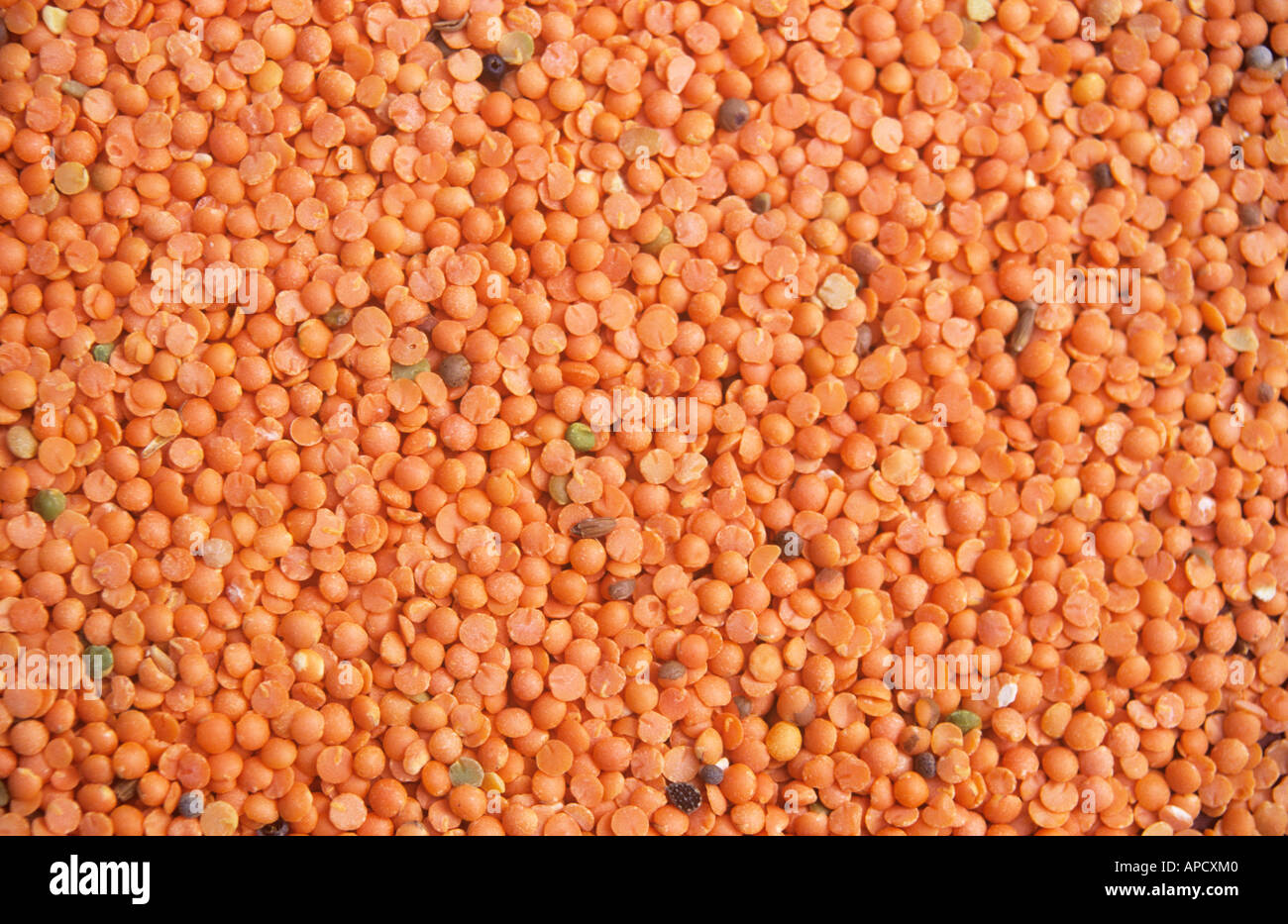 Red lentils, uncooked Stock Photo Alamy