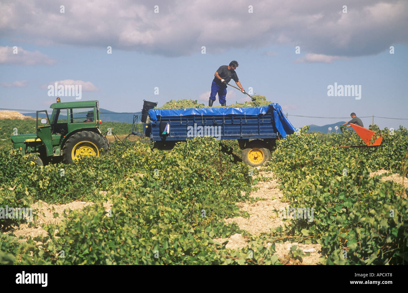 Harvesting grapes, Albacete Province, Castile-La-Mancha, Spain Stock Photo