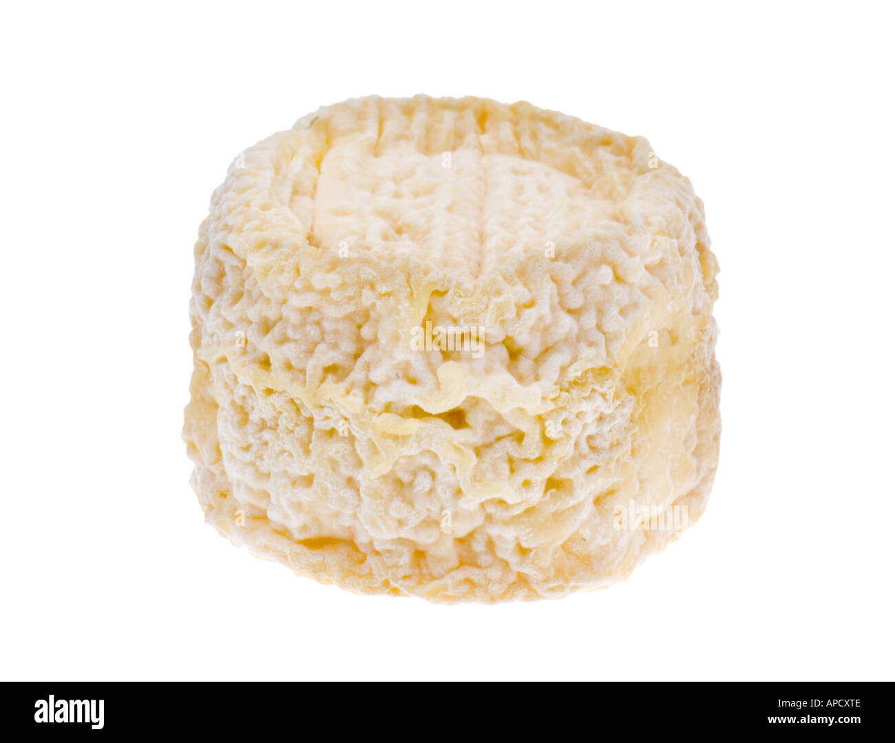 original traditional french cheese goat goat cheese little roll